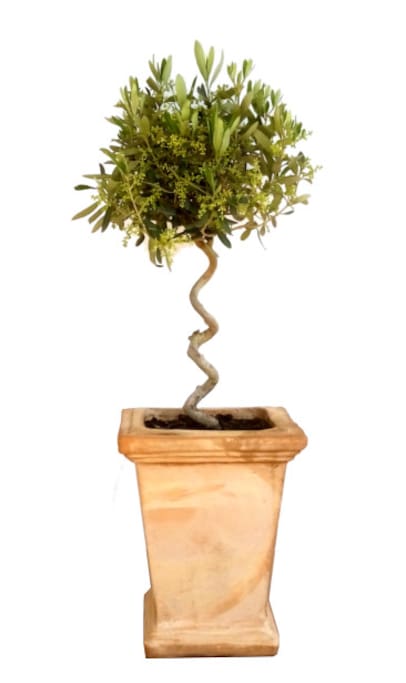 Elidaki (small olive tree)