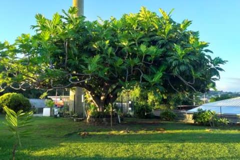 Tahiti Faa'a - Tente - Camping