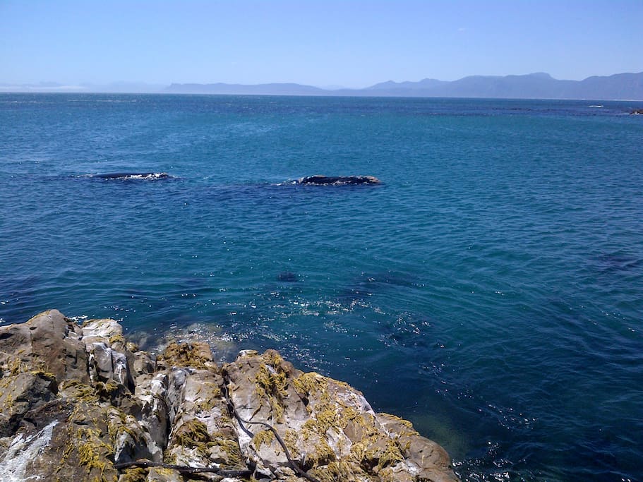 Whale watching from your bed during season, June to Nov.