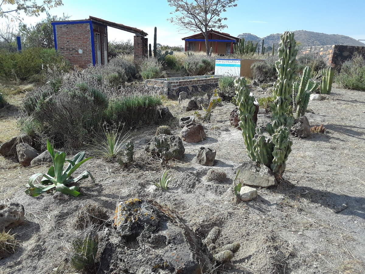 A natural landscape features a variety of cacti and desert plants, set against a rocky terrain. In the background, simple structures provide shelter, adding a rustic touch. Surrounding vegetation includes shrubs and dried earth, capturing the essence of the region's natural beauty.