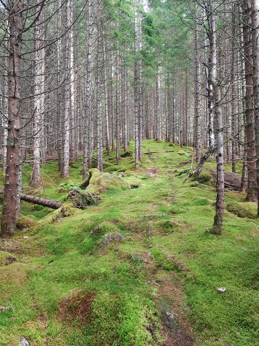 The road to the cabin through the woods.