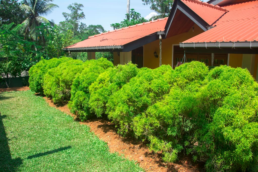Green bushes shade the sun to keep sthe house cool