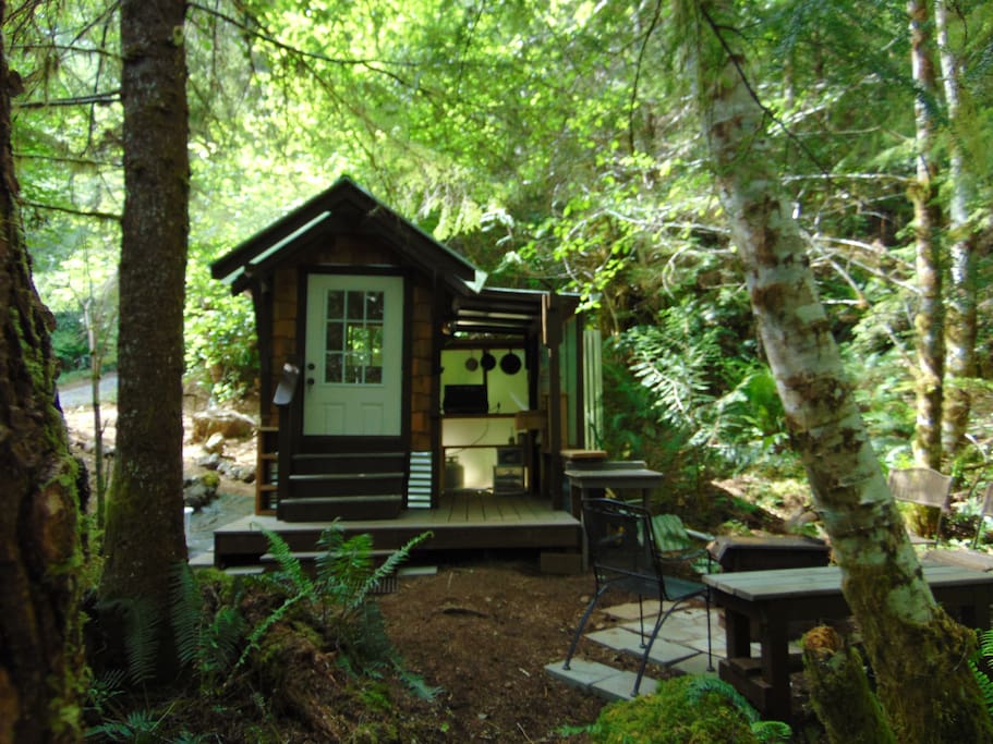 Big trees small cabin