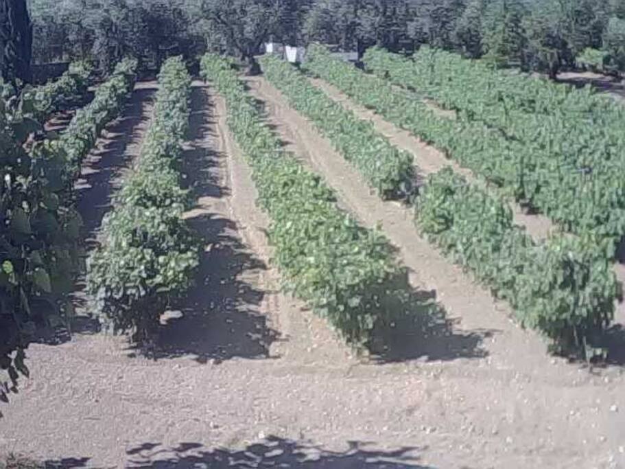 Here is one of our vineyards, next to our house.