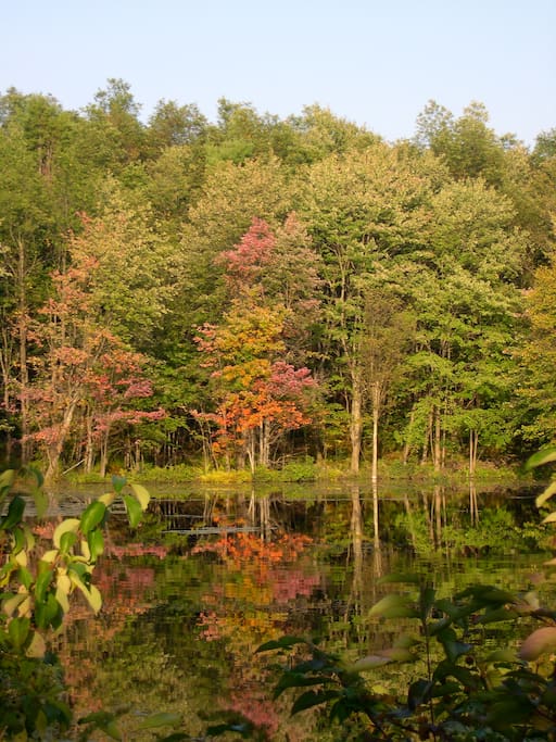 Autumn view of pond