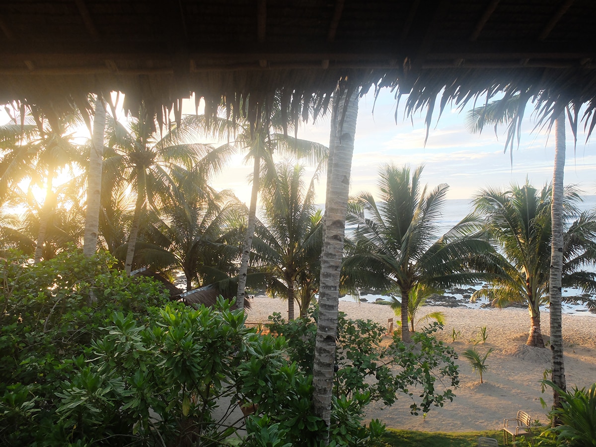 A view of the beach framed by palm trees captures the golden light of dawn. The sandy shore leads to gentle ocean waves, creating a serene atmosphere. Lush green foliage is visible in the foreground, enhancing the natural beauty of the setting.