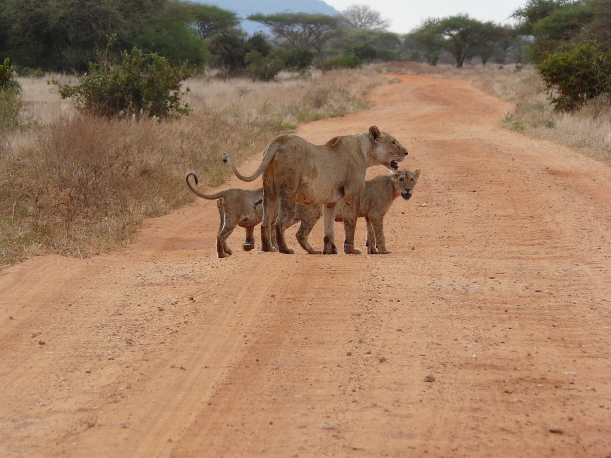 A lioness stands on a dirt road, accompanied by two cubs. The surrounding landscape consists of sparse grass and scattered bushes, with distant hills visible under a clouded sky.