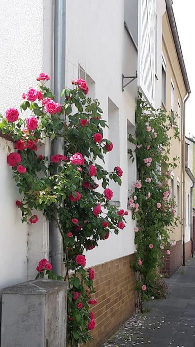 view from the street, roses