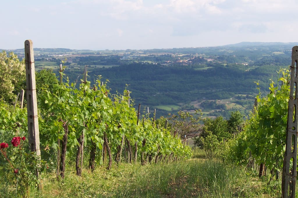 La vista della valle dalla vigna