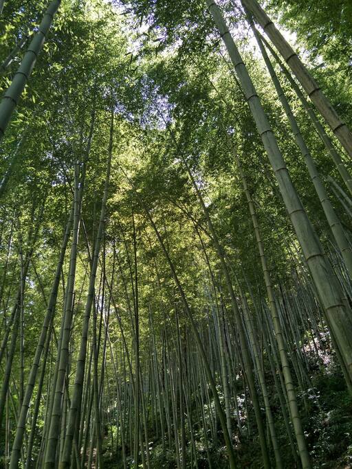 黄山竹海
