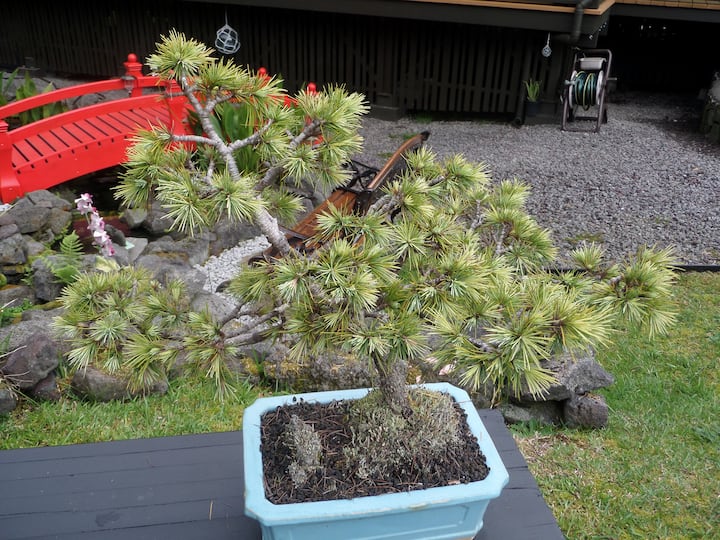 House of Bonsai Vacation Rental Houses for Rent in Volcano, Hawaii