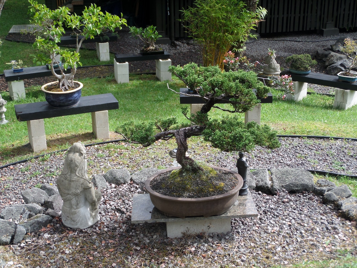 bonsai sageretia theezans Sweet Plum Bonsai Tree main image 1
