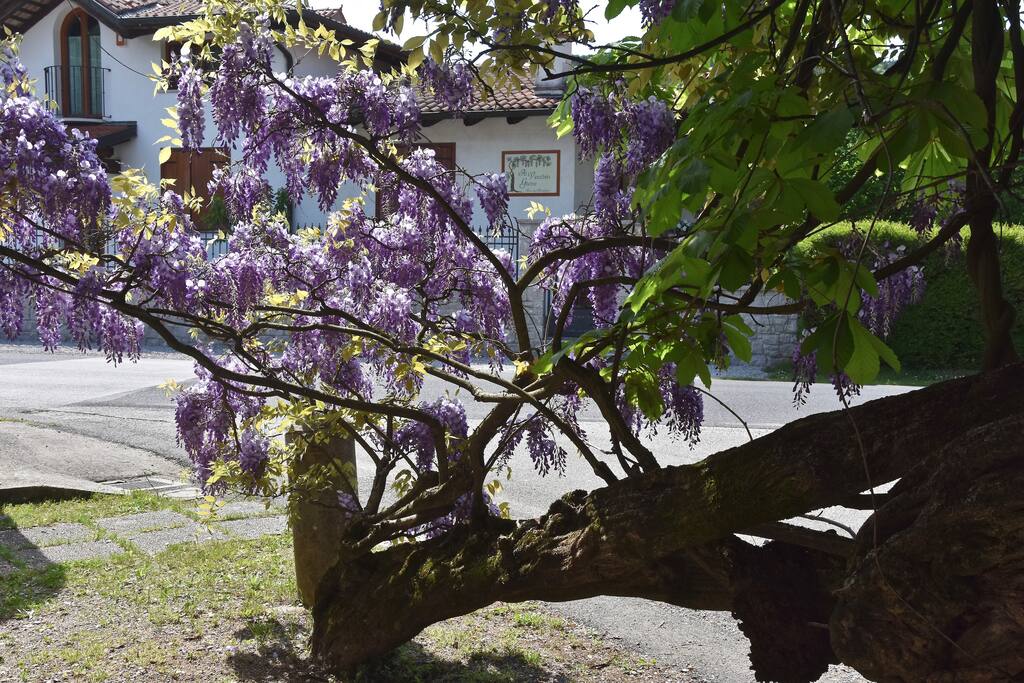 B&B Il Glicine