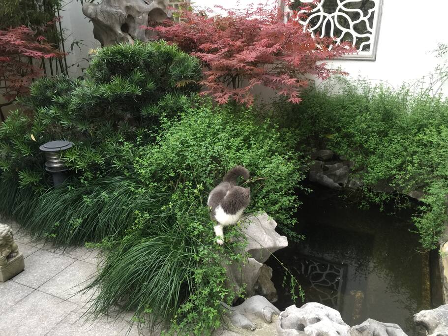 小院