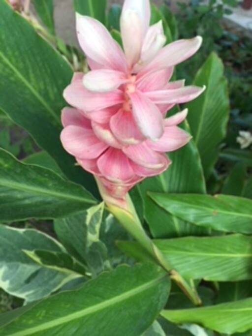 Blooming flowers
