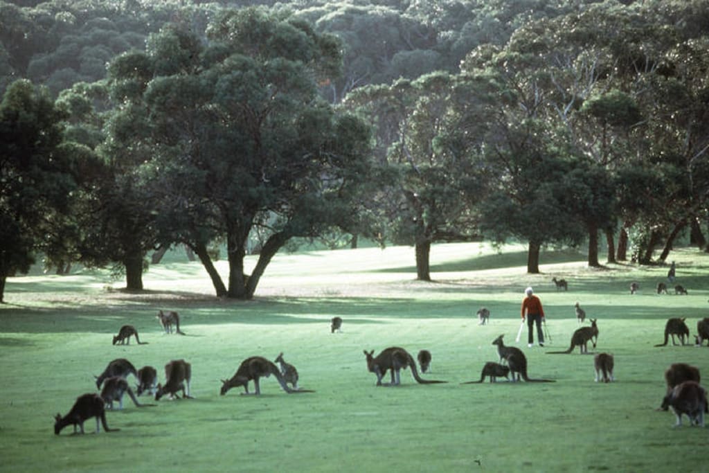 Anglesea Golf Course