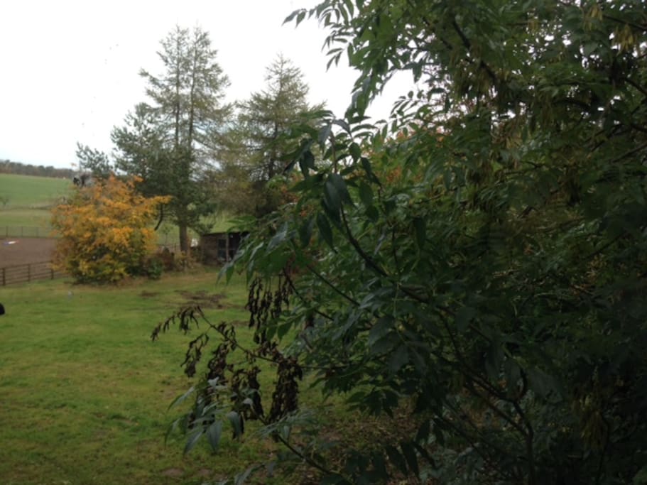 View from bedroom window