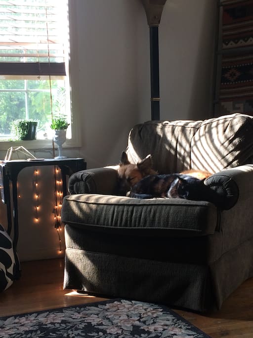 The peaceable kingdom/living room.