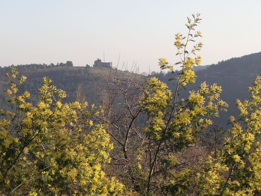 Derrière les mimosas, le château de Portes se dessine...