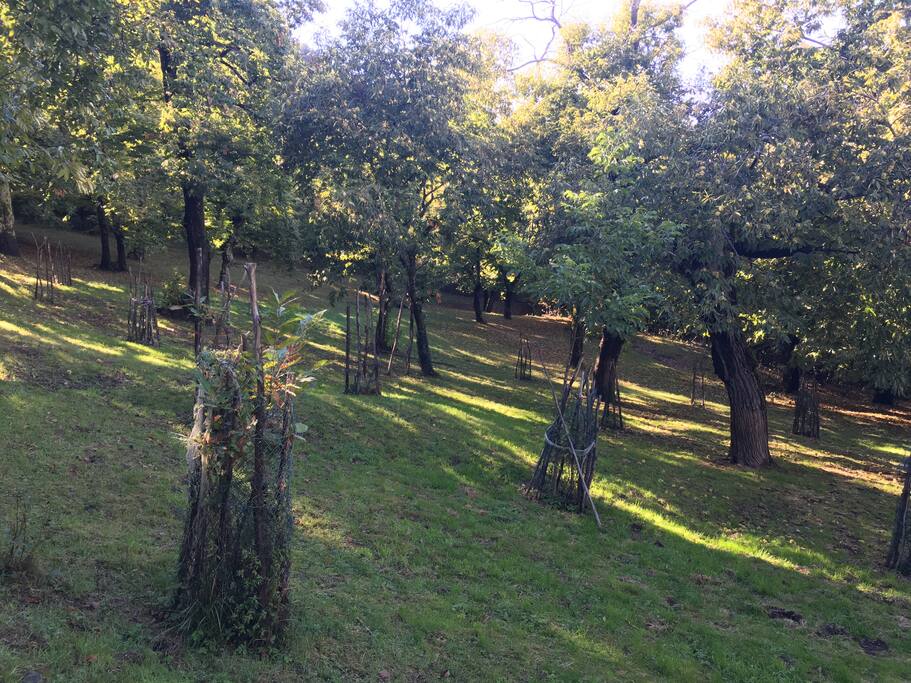 Chestnut woods in the area