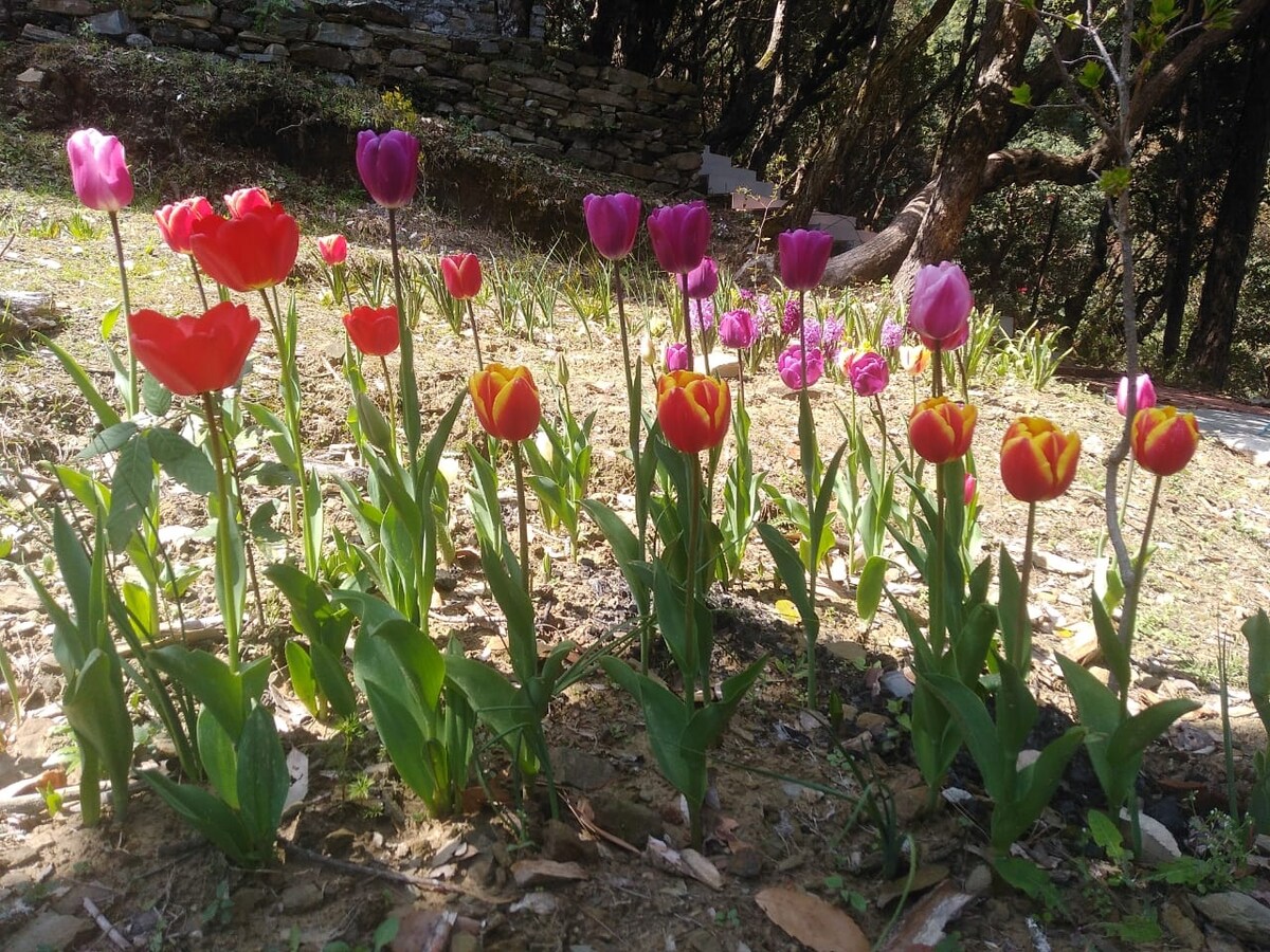 Tharali Vacation Rentals u0026 Homes - Uttarakhand, India  Airbnb