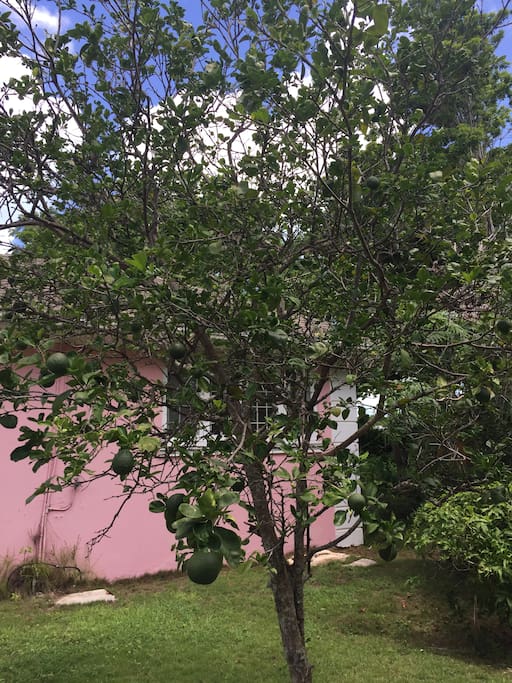 Your very own sour orange tree, good for seasoning fish and chicken, or making "switcha", the Bahamian equivalent of lemonade. It bears fruit throughout the winter months.