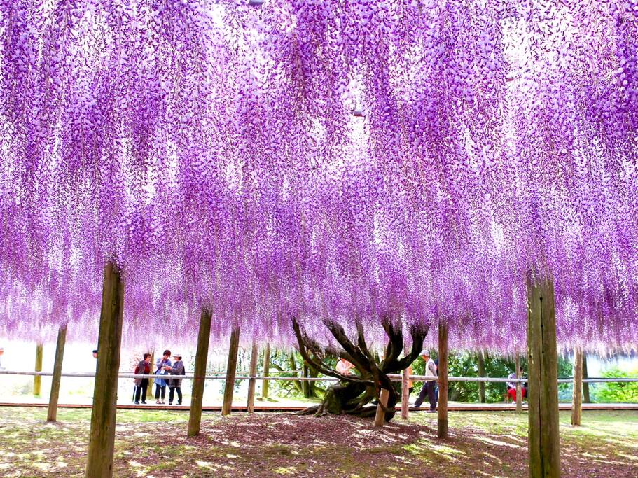 东瀛花物语 日本最美的紫藤花园 比上野的樱花更浪漫 日本旅游攻略 尽在airbnb爱彼迎