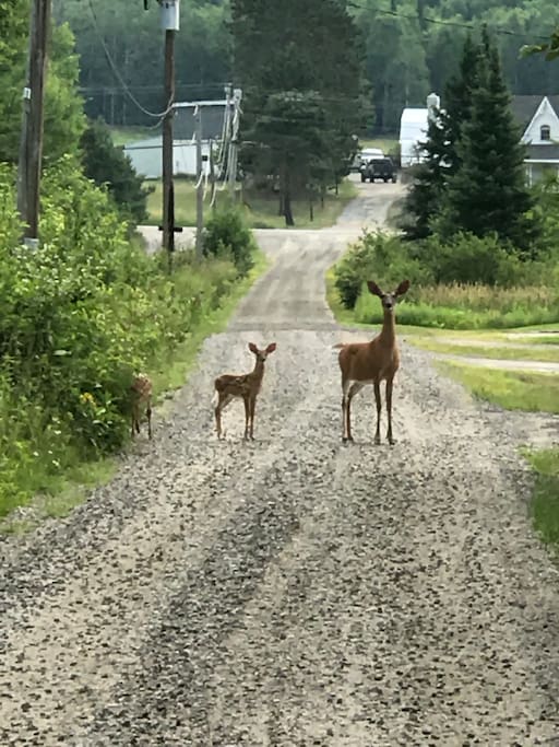 Welcome to Serene Point. We are often spotted crossing the driveway. Let us show you around the property.