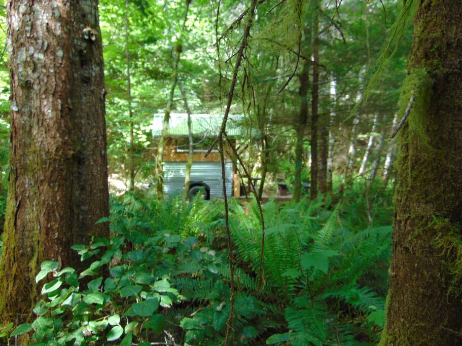 Enjoy the rain forest that surround you