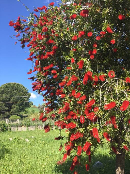 Giardino intorno la casa