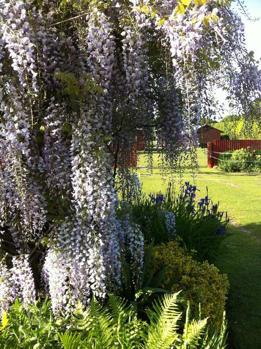 Wisteria in bloom