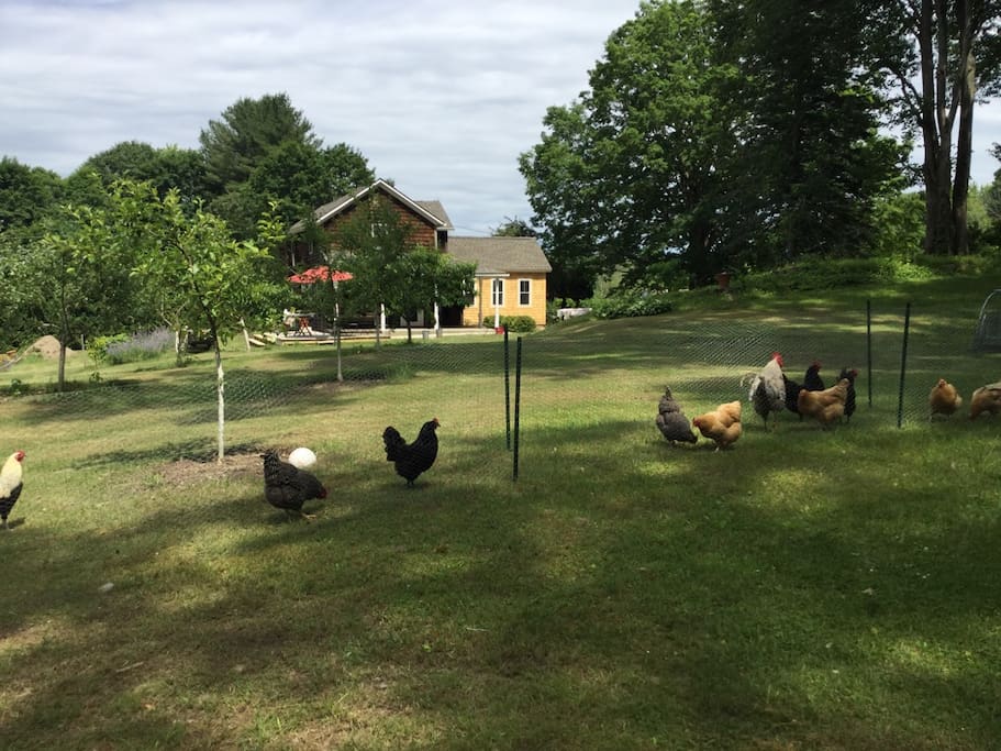 feathered friends