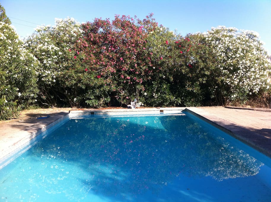 La piscine