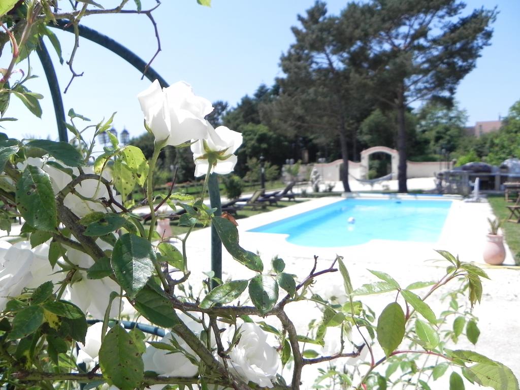 A tranquil outdoor area is visible, featuring a swimming pool surrounded by sun loungers and natural greenery. White roses in the foreground add a touch of color, while tall trees offer shade in the background, enhancing the peaceful ambiance of the space.