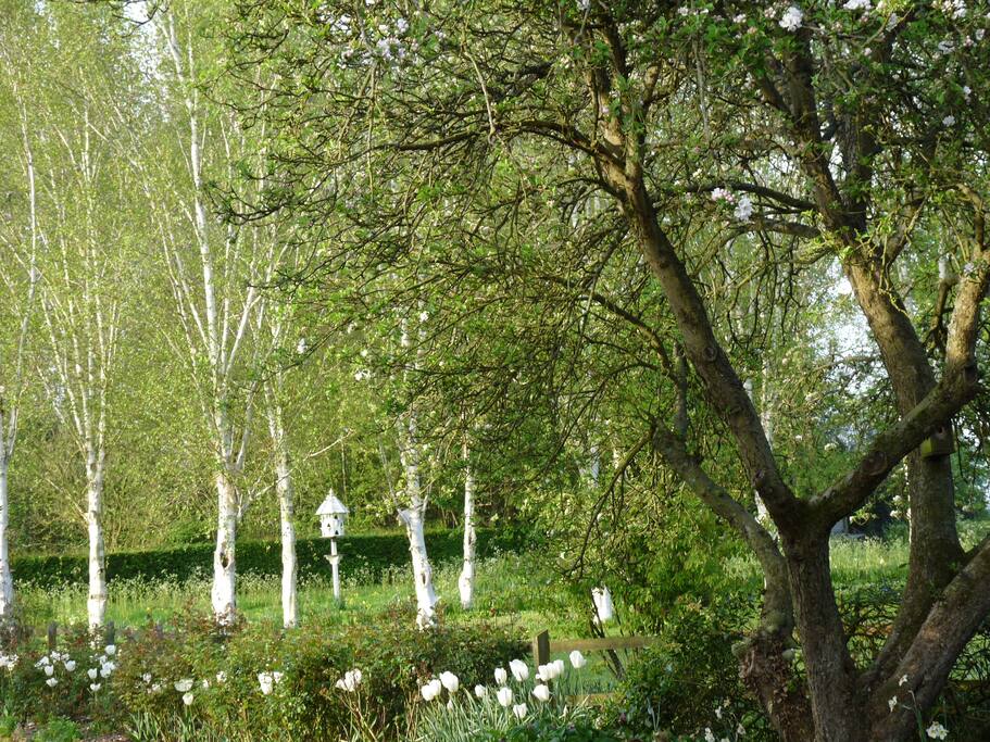 Extensive garden with wildflower meadow