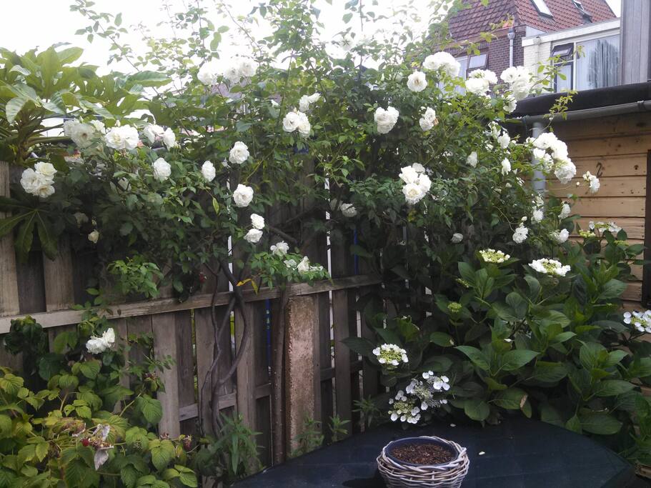 Roses in the garden out back