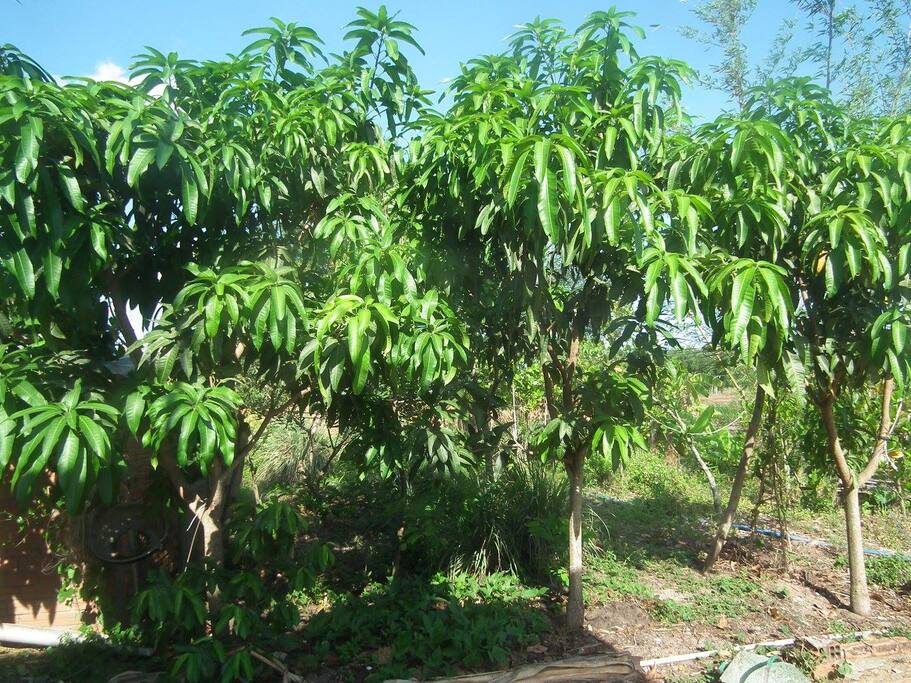 garden