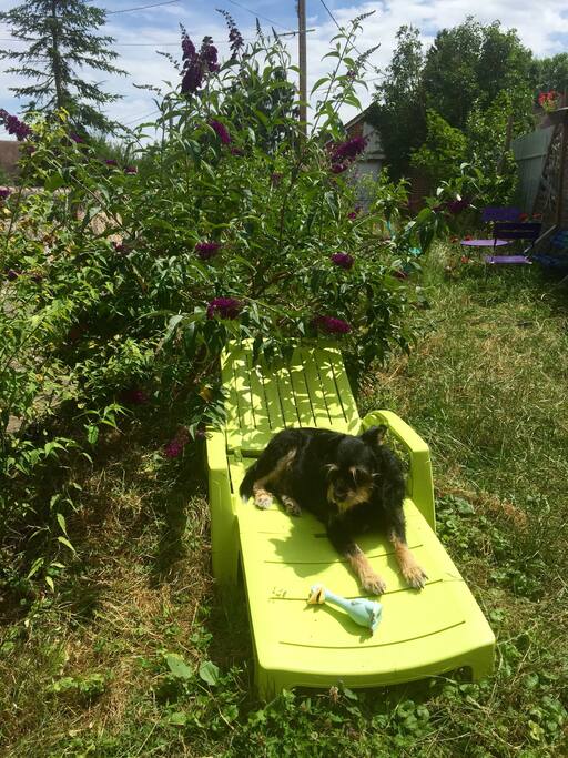 Popeye, le chien de la maison