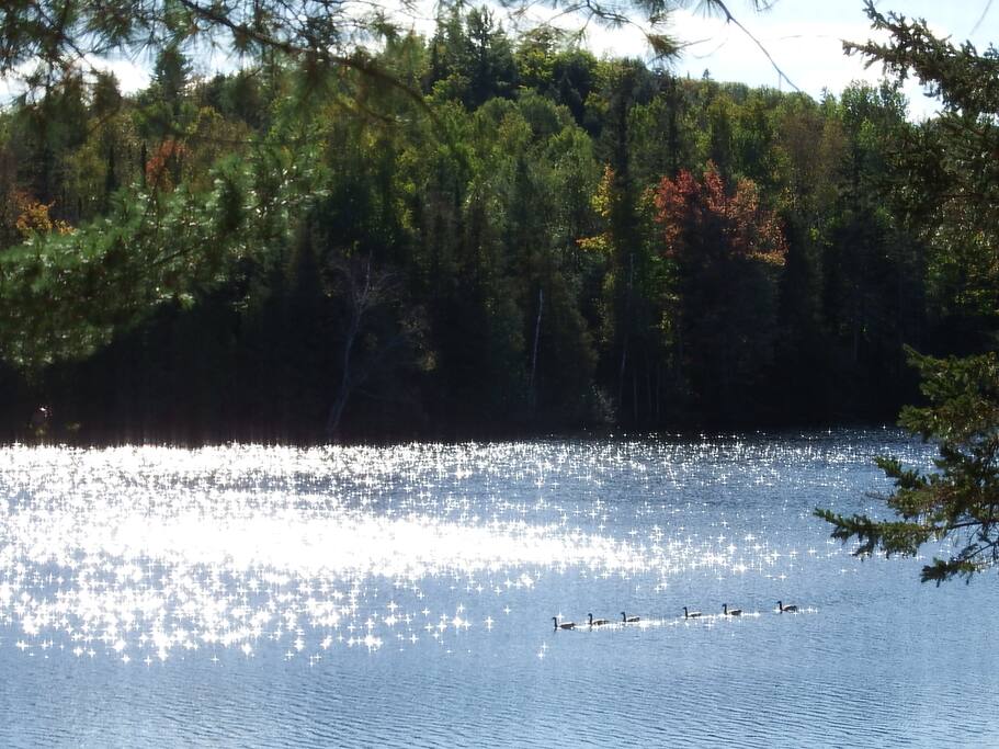 Raft of Geese