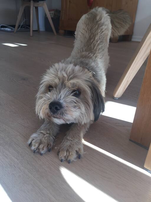 My dog Julie