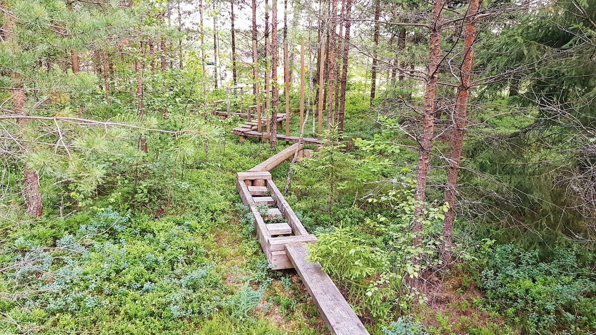 A network of wooden pathways meanders through a dense forest, surrounded by lush greenery. Tall trees with straight trunks provide a natural canopy above, while soft undergrowth fills the ground. The tranquil environment suggests a peaceful stroll among nature.