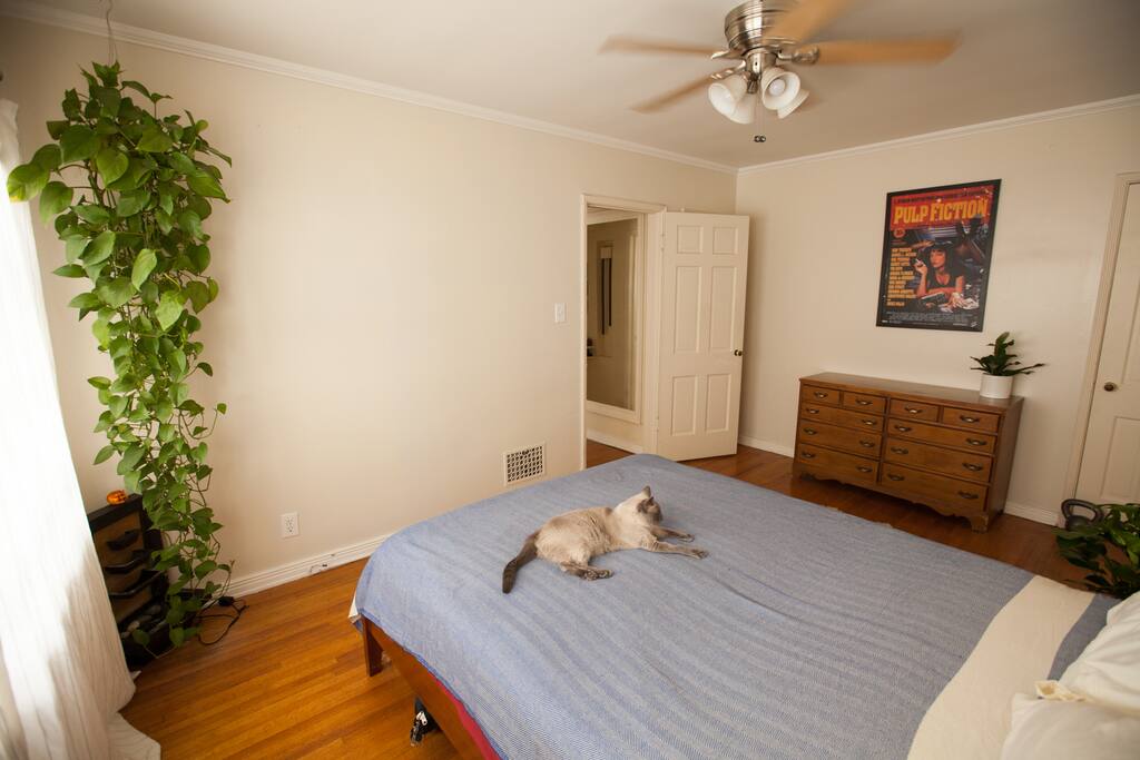 The cat no longer lives here