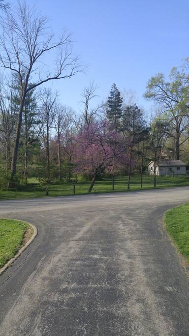 The Scenary