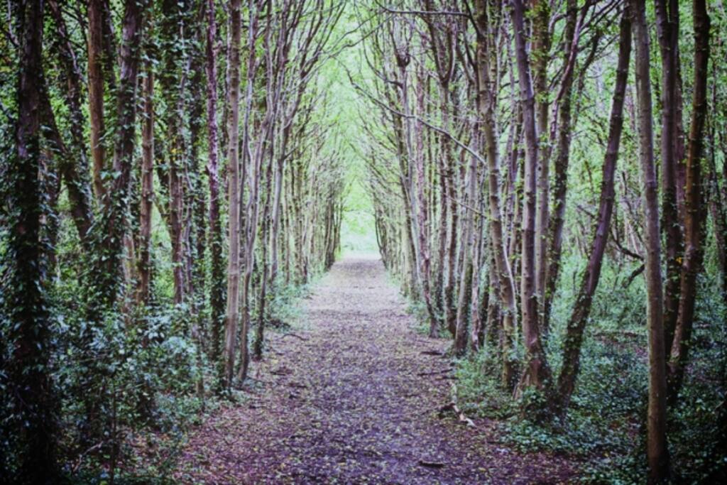 Take an enchanting walk through the New Forest.
