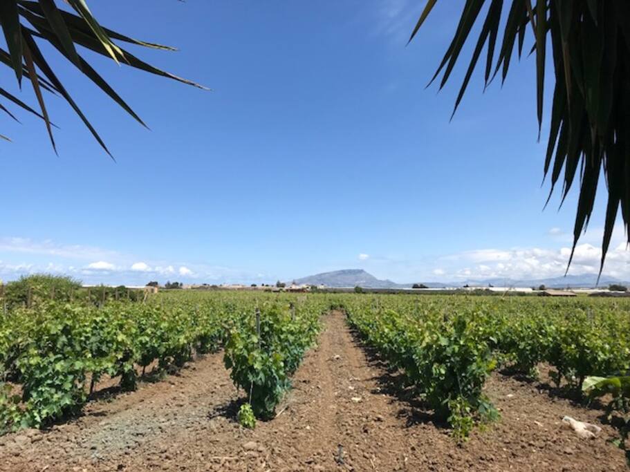Garden with view