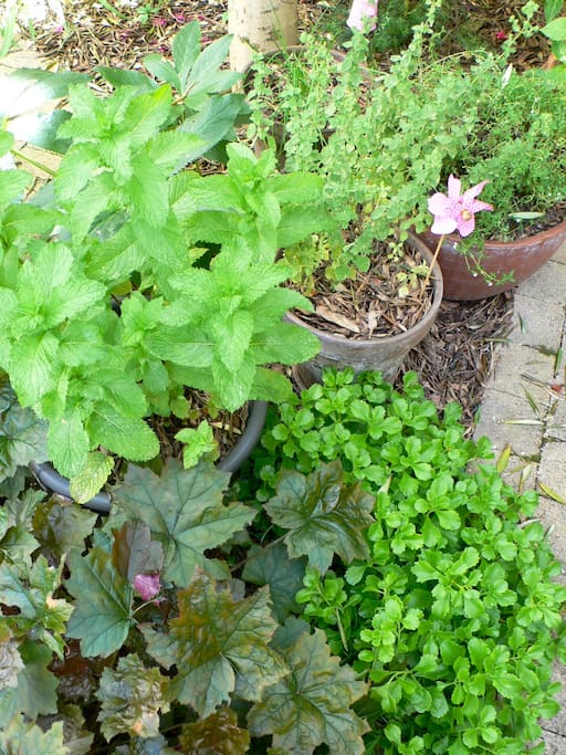 Plantes aromatiques