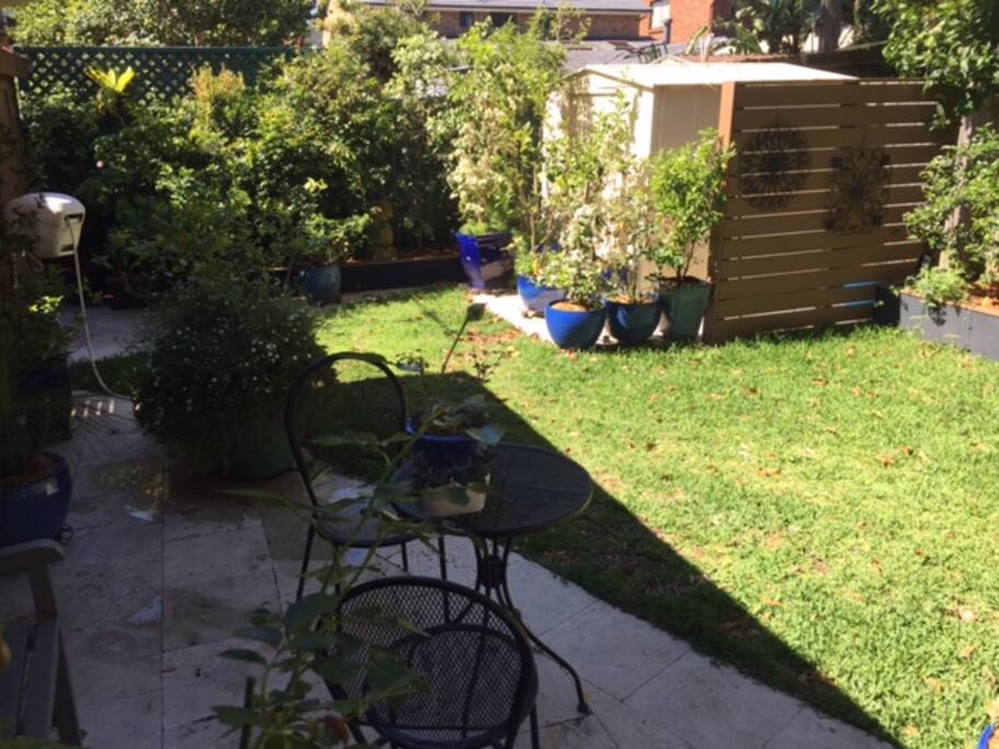 the backyard