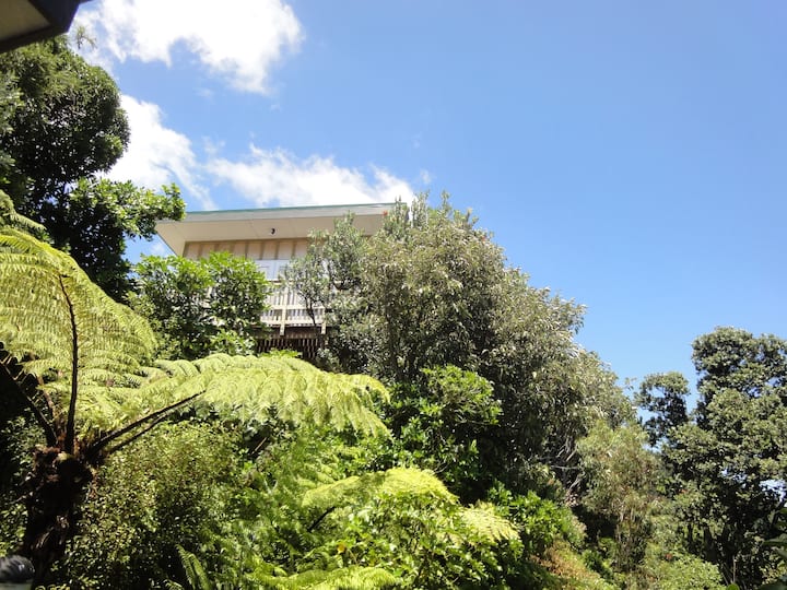 Tree house above Wellington harbour Guesthouses for Rent in Lower