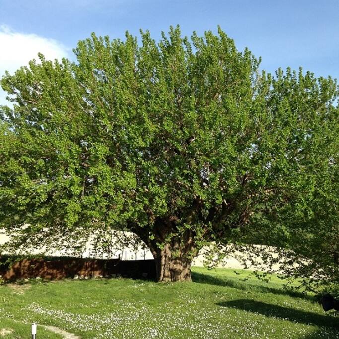 moerbei boom