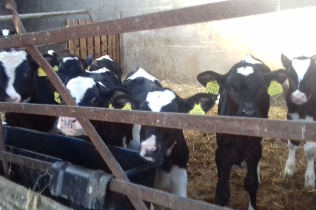 Just ask to meet our calves ... help never refused!